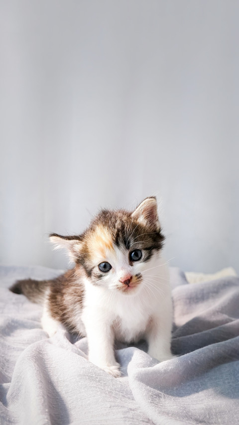 Cats are used as pets and friends to play with at home screenshot
