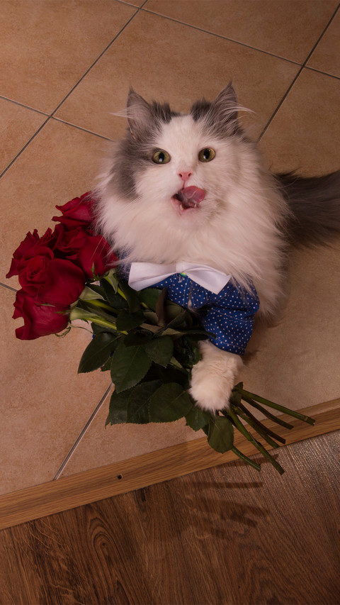 Lovely pet-06 screenshot