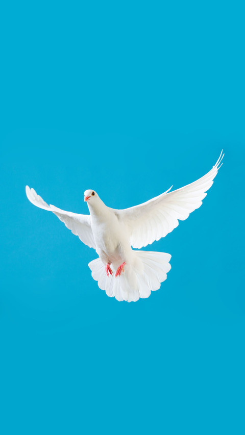 Why can pigeons send messages 19 screenshot