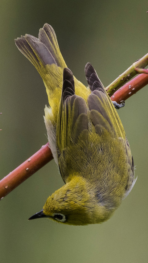 Japanese whiteeye screenshot