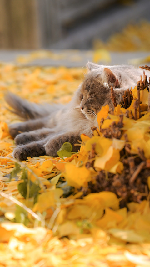The garden cat in the park in spring screenshot