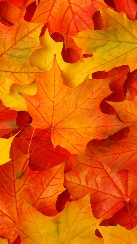 Autumn style screenshot