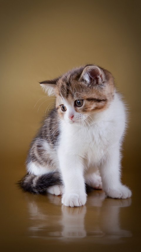 Curious Kitty in Golden Glow screenshot