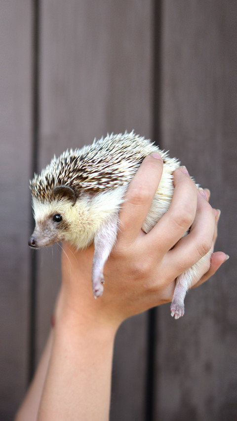 Can a hedgehog be barehanded screenshot