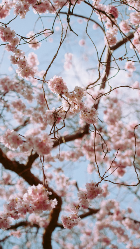 Spring (16) screenshot