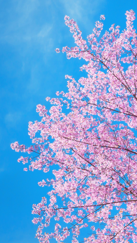 Cherry blossoms in splendor screenshot