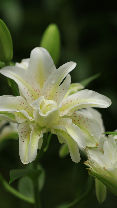 Doublepetaled lilies blooming outdoors screenshot