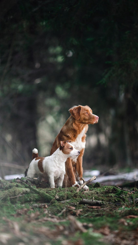 Dog521 screenshot