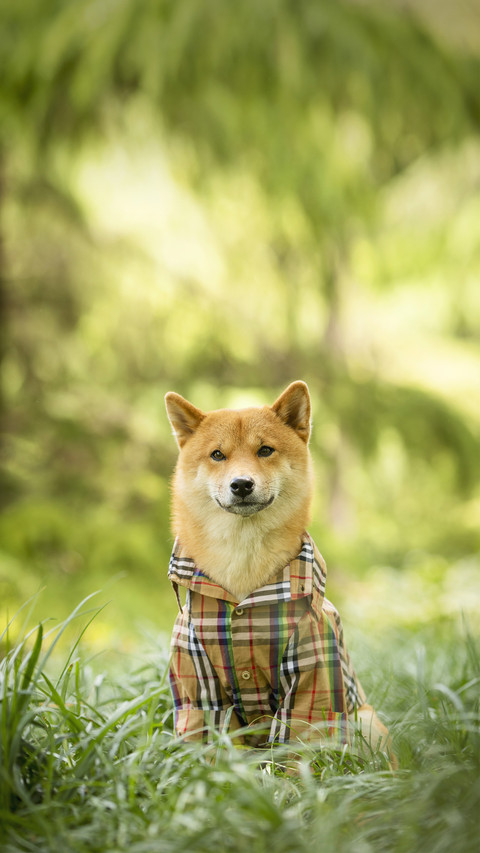 Pets will also get covid19 screenshot
