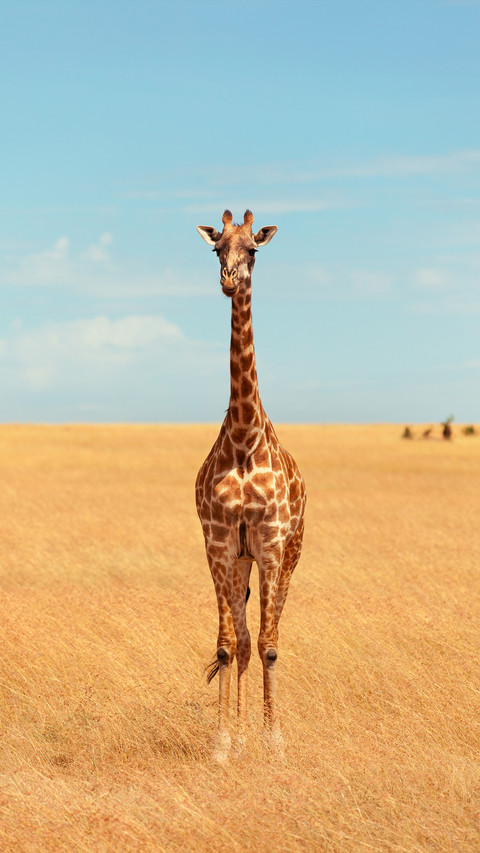 Two or three things about giraffes 2 screenshot