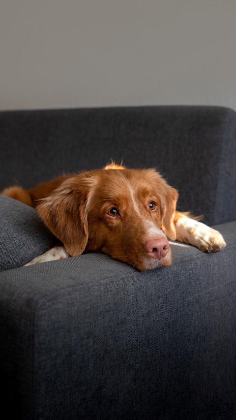 The dog is lying at home on the couch screenshot