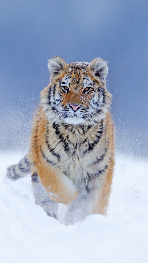 Handsome Tiger in Snow screenshot