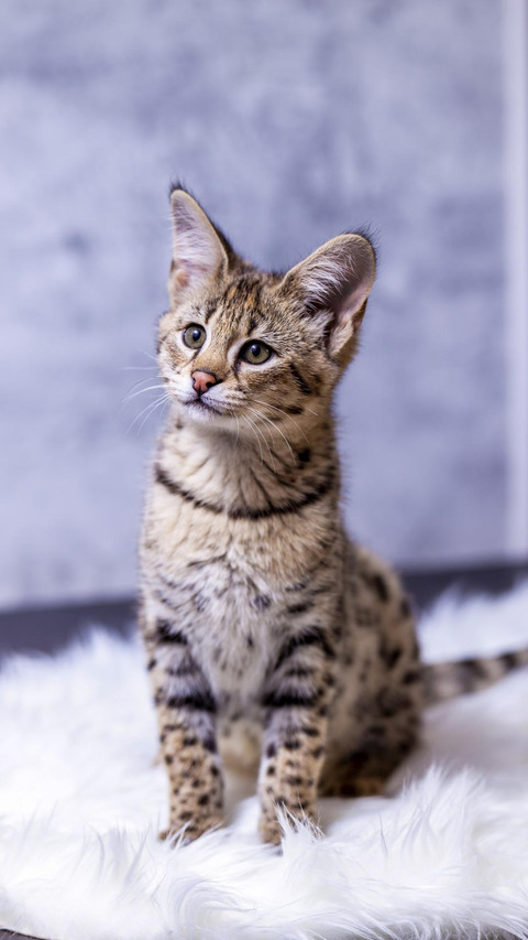 身价极高的孟加拉猫 screenshot