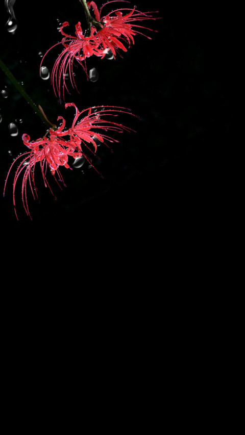 彼岸花 screenshot