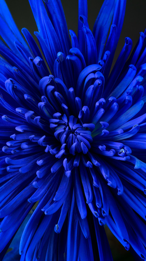 ABSTRACT BLUE FLOWER screenshot