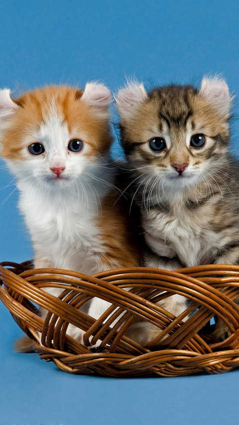 The american curlyeared cat is in the basket screenshot