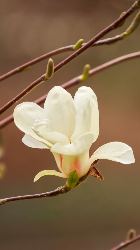 Spring scenery-02 screenshot