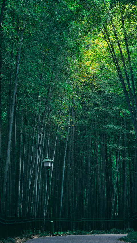 Bamboo path in spring screenshot