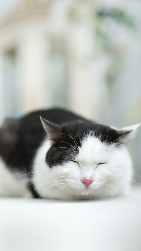Turns out cats also dream when they sleep 3 screenshot