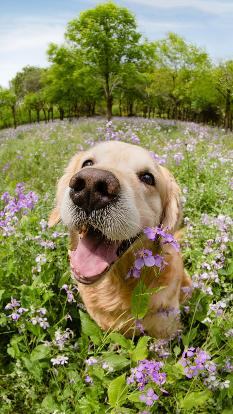 Dogs also have cataracts screenshot
