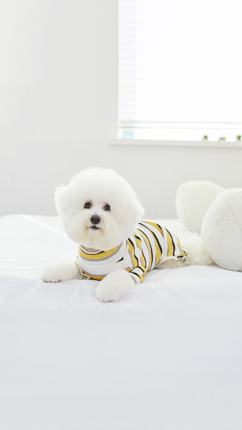 White Pet Bichon Frise's Cute Look screenshot