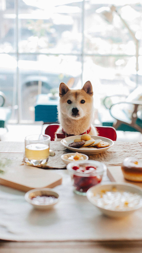 风格多变的柴犬 screenshot