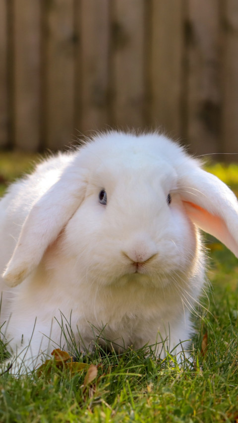 Rabbit (3) screenshot