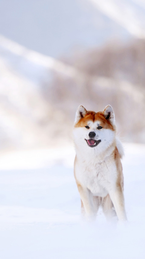 如何分辨秋田犬和柴犬 screenshot