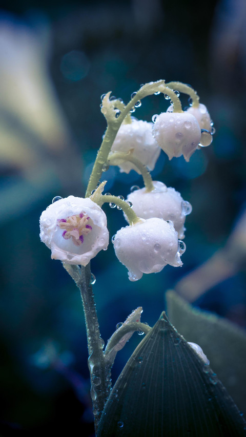 Flower creative photography 09 screenshot
