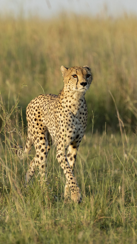 Top 10 fastest animals on land 62 screenshot