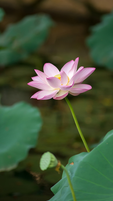 Lotus in summer screenshot