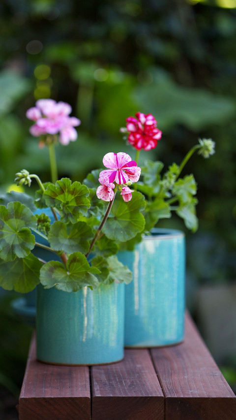 Popular balcony flowers 90 screenshot