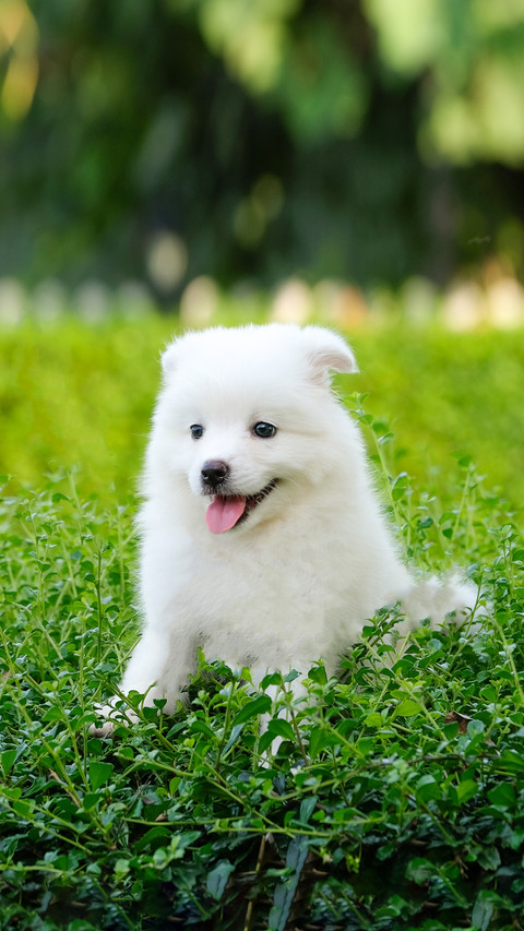 Cute Puppies Sitting on Green Bush screenshot