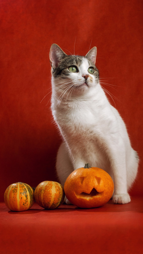 White Cat, Orange Pumpkins, and a Festive Scene screenshot