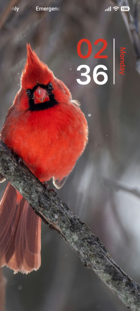 Scarlet Song screenshot