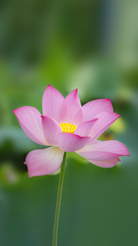 Lotus flowers in the lotus pond on a summer screenshot