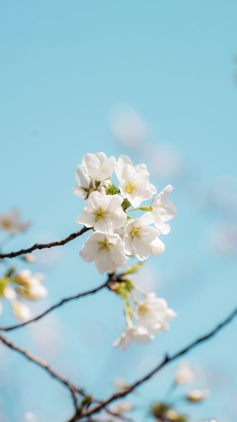 The beauty of cherry blossoms screenshot