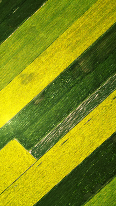 Sea of rapeseed flowers screenshot