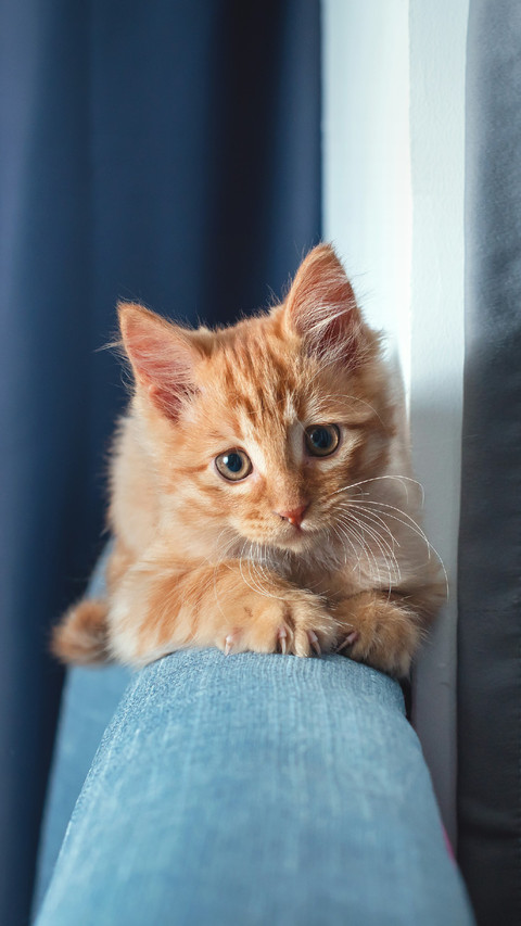 Cute Cat Lying on The Sofa screenshot