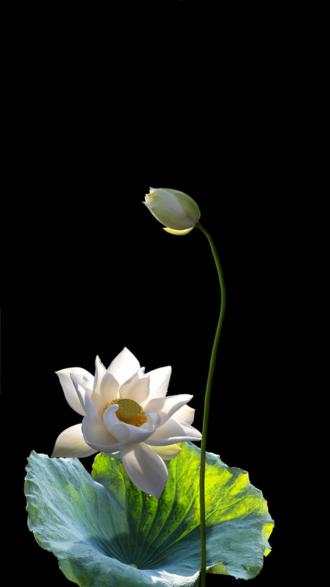 教你如何“赛博赏荷” screenshot