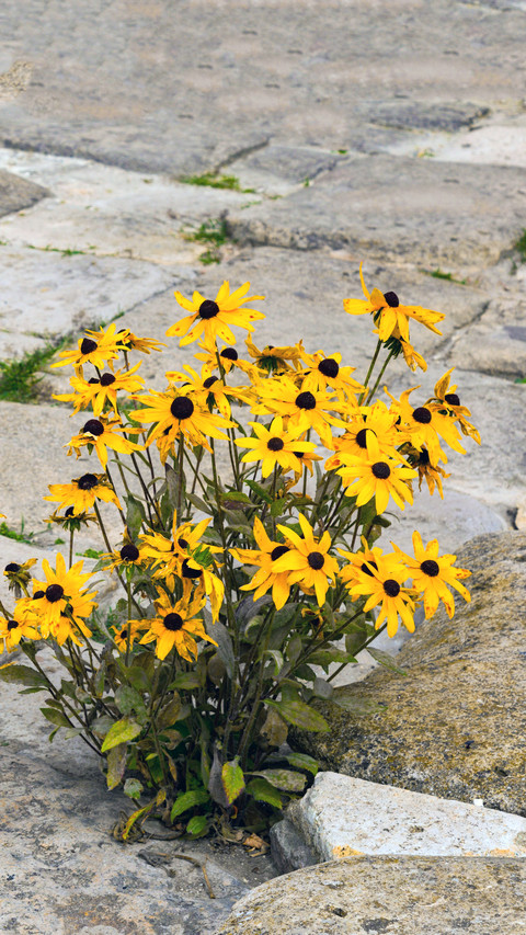 Colorful Flower Field screenshot