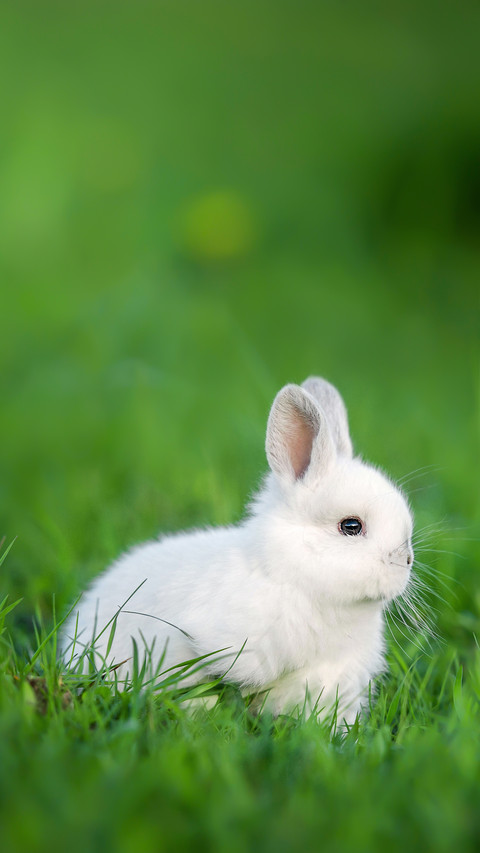 Little White Rabbit Sitting in The Grass screenshot