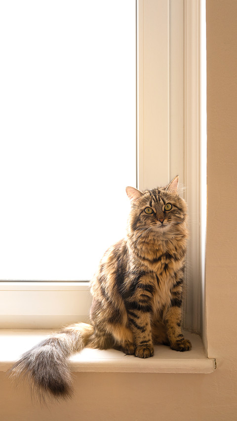 Cute domestic cat siting on window sill with copy space screenshot