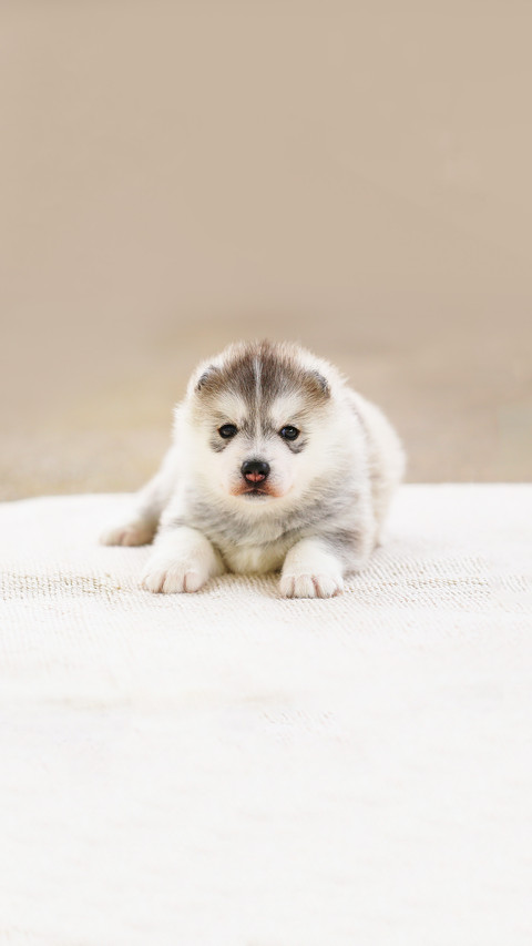 Siberian Husky puppy, Puppy lying screenshot