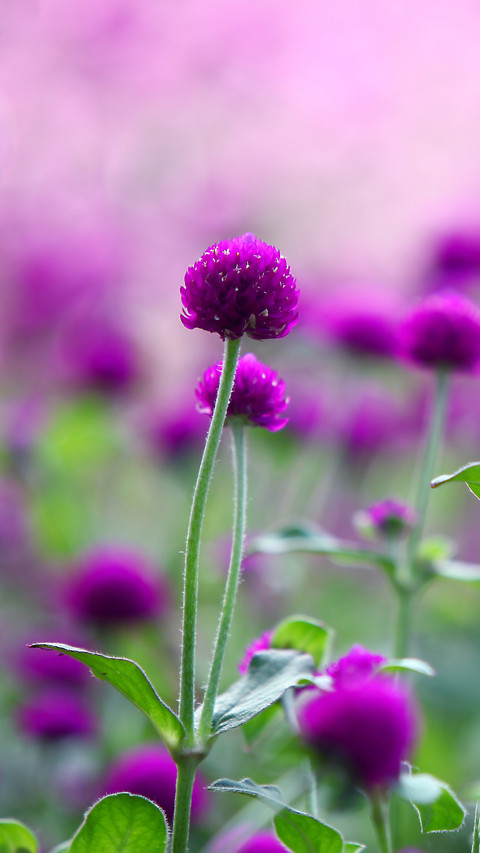 Undervalued potted flowers screenshot