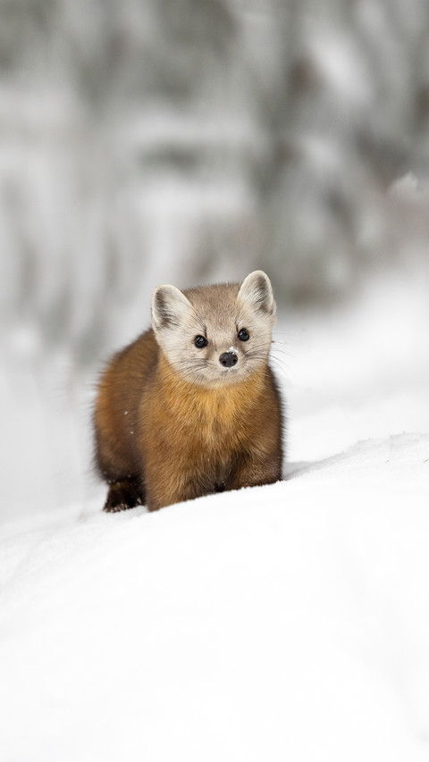 A Cute Marten on The Snow screenshot