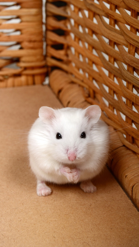 Hamster thousand cups not drunk 2 screenshot