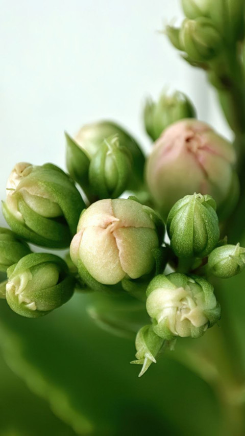 Macro Plant with 11lite 5g screenshot