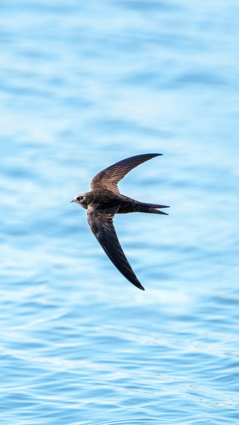 Do footless birds really exist screenshot