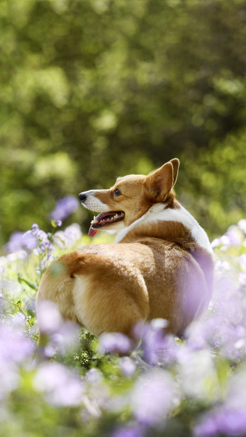 Greetings of dogs 3 screenshot